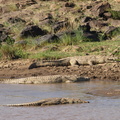 Crocodylus_niloticus_Nilkrokodille_28012011_Masai_Mara_Nationalpark_Kenya_132.JPG