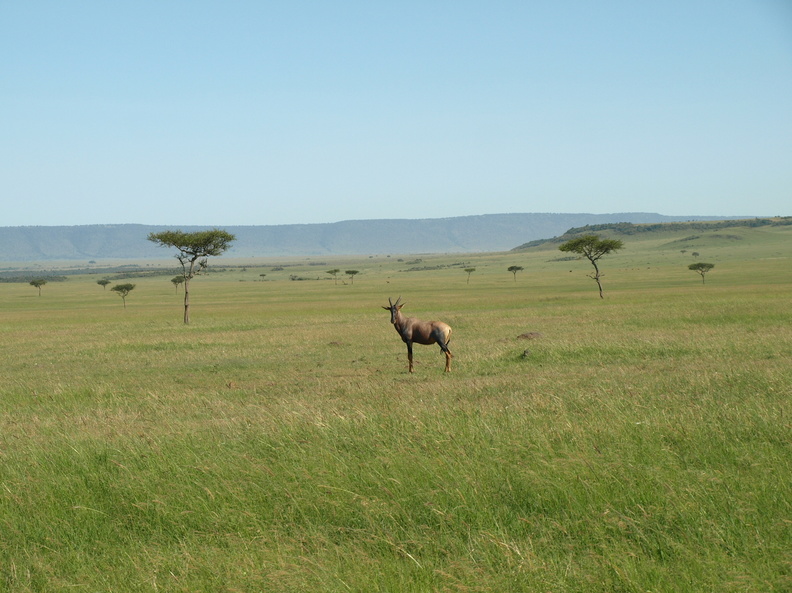 Damaliscus_lunatus_Topi_28012011_Masai_Mara_Nationalpark_Kenya_559.JPG
