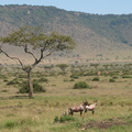 Damaliscus_lunatus_Topi_29012011_Masai_Mara_Nationalpark_Kenya_588.JPG