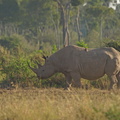 Diceros_bicornis_Black_Browse_Rhinoceros__Sort_Spidssnudet_Naesehorn_30012011_Masai_Mara_Nationalpark_Kenya_695.JPG