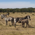 Equus_quagga_ssp__boehmi_Common_Zebra__Zebra_27012011_Lake_Naivasha_Kenya_122.JPG