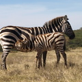 Equus_quagga_ssp__boehmi_Common_Zebra__Zebra_27012011_Lake_Naivasha_Kenya_126.JPG