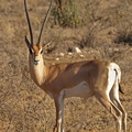 Gazella granti (Grant's gazelle)