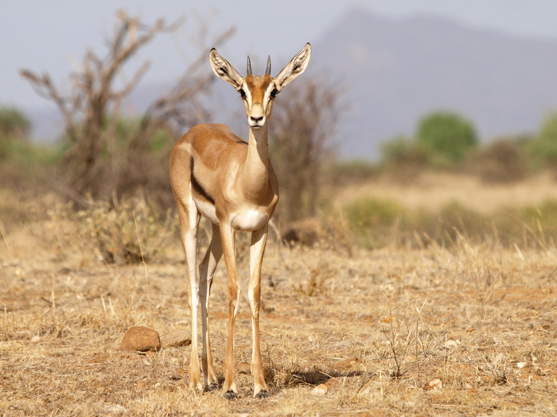 Gazella_granti_Grant_s_gazelle_01242011_Samburu_nationalpark_Kenya_015.JPG