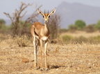 Gazella granti (Grant's gazelle)