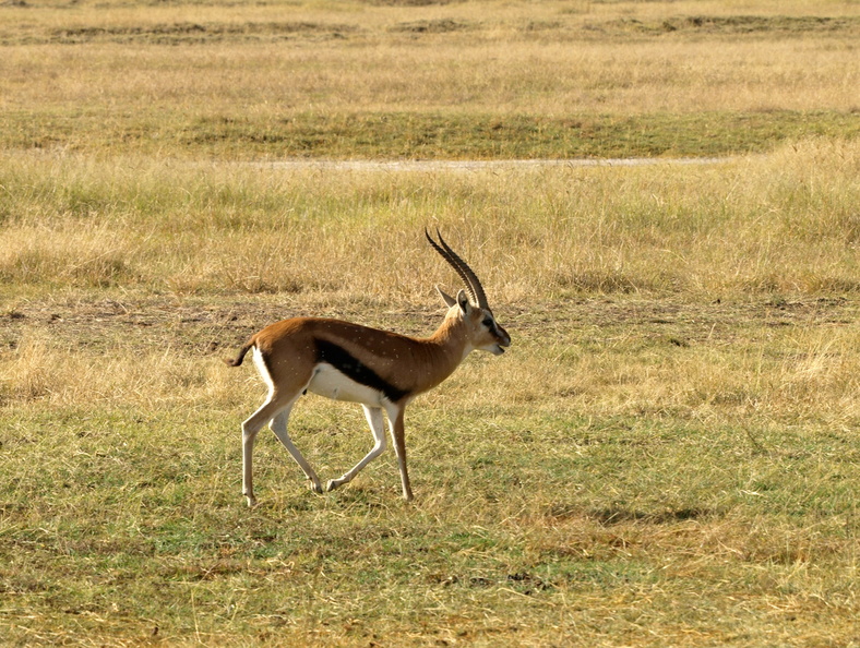 Gazella_rufifrons_Thomson_s_Red-fronted_Gazelle_26012011_Lake_Nakuru_Nationalpark_Kenya_002.JPG
