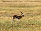 Gazella rufifrons (Thomson's (Red-fronted) Gazelle)