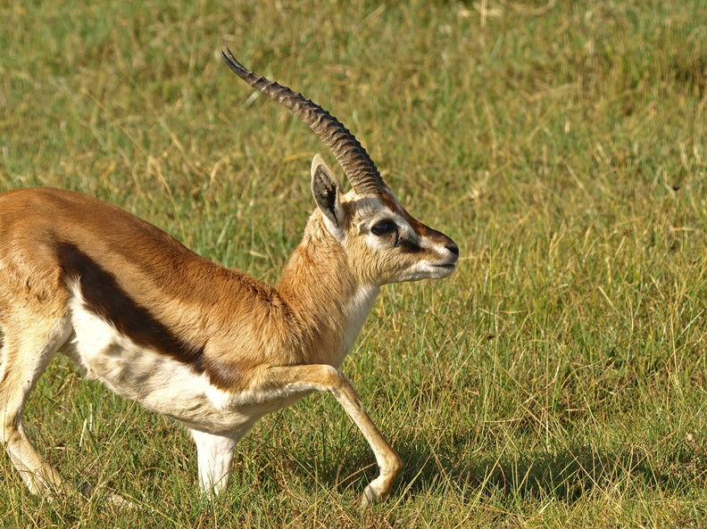 Gazella_rufifrons_Thomson_s_Red-fronted_Gazelle_26012011_Lake_Nakuru_Nationalpark_Kenya_005.JPG