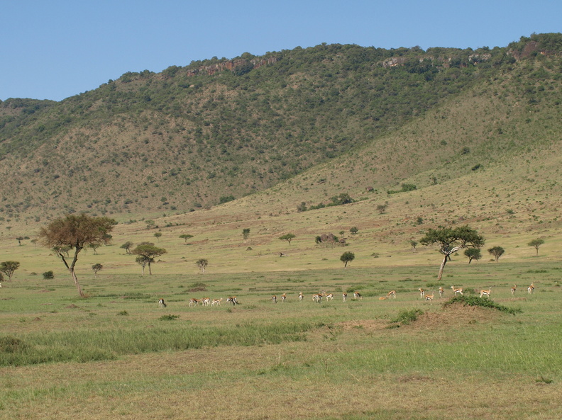 Gazella_rufifrons_Thomson_s_Red-fronted_Gazelle_29012011_Masai_Mara_Nationalpark_Kenya_671.JPG