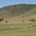 Gazella_rufifrons_Thomson_s_Red-fronted_Gazelle_29012011_Masai_Mara_Nationalpark_Kenya_671.JPG