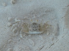 Ghost crab (Sandkrabbe)
