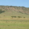 Giraffa_camelopardalis_ssp__tippelskirchi_Masaigiraf_29012011_Masai_Mara_Nationalpark_Kenya_544.JPG