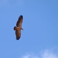 Gyps rueppellii (Rüppell's Griffon Vulture, Rüppells grib)