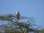 Haliaeetus vocifer (African Fish Eagle, Afrikansk Flodørn)