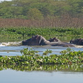 Hippopotamus_amphibius_Hippopotamus__Flodhest_27012011_Lake_Naivasha_Kenya_043.JPG