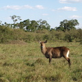 Kobus_ellipsiprymnus_ssp__defassa_Waterbuck__Defassas_Vandbuk_28012011_Masai_Mara_Nationalpark_Kenya_001.JPG