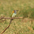 Merops_albicollis_White-throated_Bee-eater__Hvidstrubet_Biaeder_01242011_Samburu_nationalpark_Kenya_011.JPG