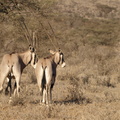 Oryx_beisa_Beisa_Oryx_01222011_Samburu_nationalpark_Kenya_006.JPG