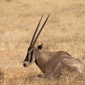 Oryx_beisa_Beisa_Oryx_01232011_Samburu_nationalpark_Kenya_013.JPG