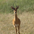 Ourebia_ourebi_Oribi_29012011_Masai_Mara_Nationalpark_Kenya_645.JPG
