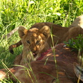 Panthera_leo_Lion__Loeve_27012011_Masai_Mara_Nationalpark_Kenya_011.JPG