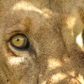 Panthera_leo_Lion__Loeve_27012011_Masai_Mara_Nationalpark_Kenya_035.JPG