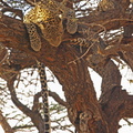 Panthera_pardus_Leopard_01232011_Samburu_nationalpark_Kenya_011.JPG