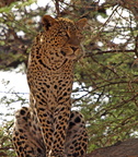 Panthera pardus (Leopard)