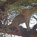 Panthera_pardus_Leopard_01232011_Samburu_nationalpark_Kenya_029.JPG
