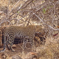Panthera_pardus_Leopard_01242011_Samburu_nationalpark_Kenya_070.JPG