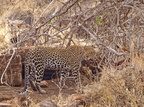 Panthera pardus (Leopard)