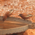 Passer_eminibey_Chestnut_Sparrow__Kastaniebrun_Spurv_20110124_Samburu_Nationalpark_Kenya_003.JPG