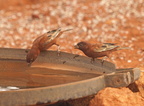 Passer eminibey (Chestnut Sparrow, Kastaniebrun Spurv)