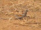 Passer gongonensis (Parrot-billed Sparrow, Tyknæbet Spurv)
