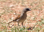 Passer griseus (Northern-Grey-headed-Sparrow, Gråhovedet Spurv)