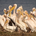 Pelecanus_onocrotalus_Great_White_Pelican__Hvid_Pelikan_26012011_Lake_Nakuru_Nationalpark_Kenya_025.JPG