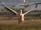 Pelecanus onocrotalus (Great White Pelican, Hvid Pelikan)