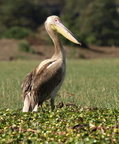 Pelecanus rufescens (Pink-backed Pelican, Rosapelikan)