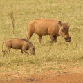 Phacochoerus_africanus_Common_Warthog__Vortesvin_01232011_Samburu_nationalpark_Kenya_003.JPG