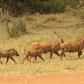 Phacochoerus_africanus_Common_Warthog__Vortesvin_01232011_Samburu_nationalpark_Kenya_006.JPG