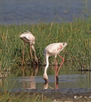 Phoenicopterus ruber (Greater Flamingo, Stor Flamingo)