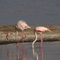 Phoenicopterus_ruber_Greater_Flamingo__Stor_Flamingo_26012011_Lake_Nakuru_Nationalpark_Kenya_036.JPG