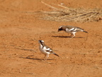 Plocepasser mahali (White-browed Sparrow-Weaver, Spurvevæver)
