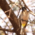 Pycnonotus_barbatus_Common_Bulbul__Berberbulbul_20110124_Samburu_Nationalpark_Kenya_003.JPG