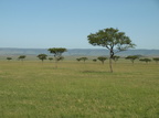 Savanne i Masai Mara Nationalpark