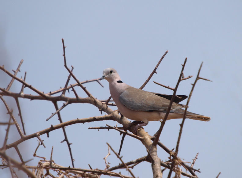 Streptopelia_capicola_Ring-necked_Dove__Savanneskoggerdue_01242011_Samburu_Nationalpark_Kenya_3608.JPG