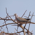 Streptopelia capicola (Ring-necked Dove, Savanneskoggerdue)