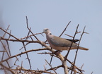Streptopelia capicola (Ring-necked Dove, Savanneskoggerdue)