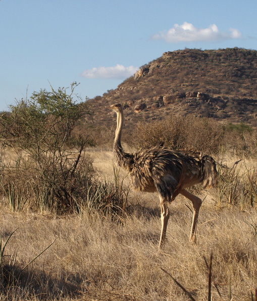 Struthio_molybdophanes_Somali_Ostrich__Somalistruds_01222011_Samburu_nationalpark_Kenya_001.JPG