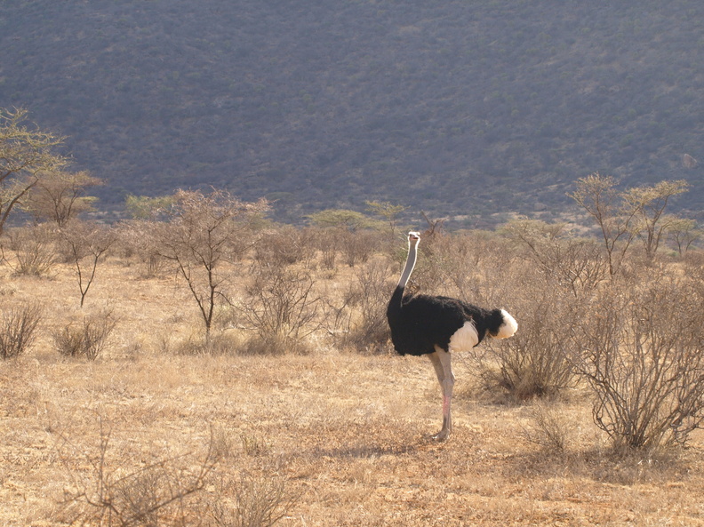 Struthio_molybdophanes_Somali_Ostrich__Somalistruds_01232011_Samburu_nationalpark_Kenya_012.JPG